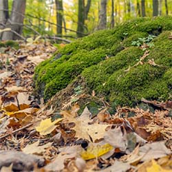 Sortie nature : la litière forestière